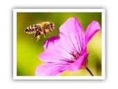 Picture Perfect Pollinator Photo Contest