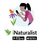 iNaturalist 