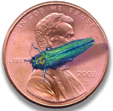 emerald ash borer on penny